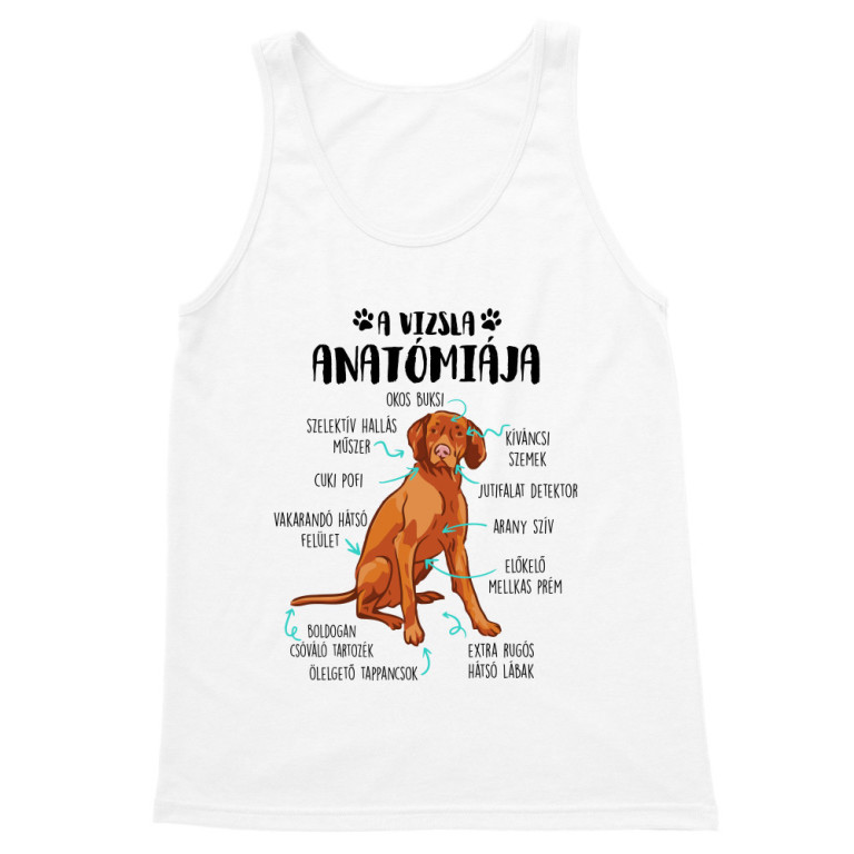 Vizsla anatómia