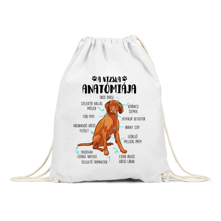 Vizsla anatómia