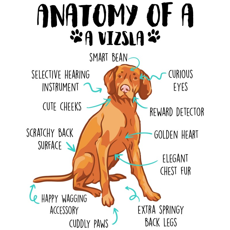 Anatomy of a vizsla