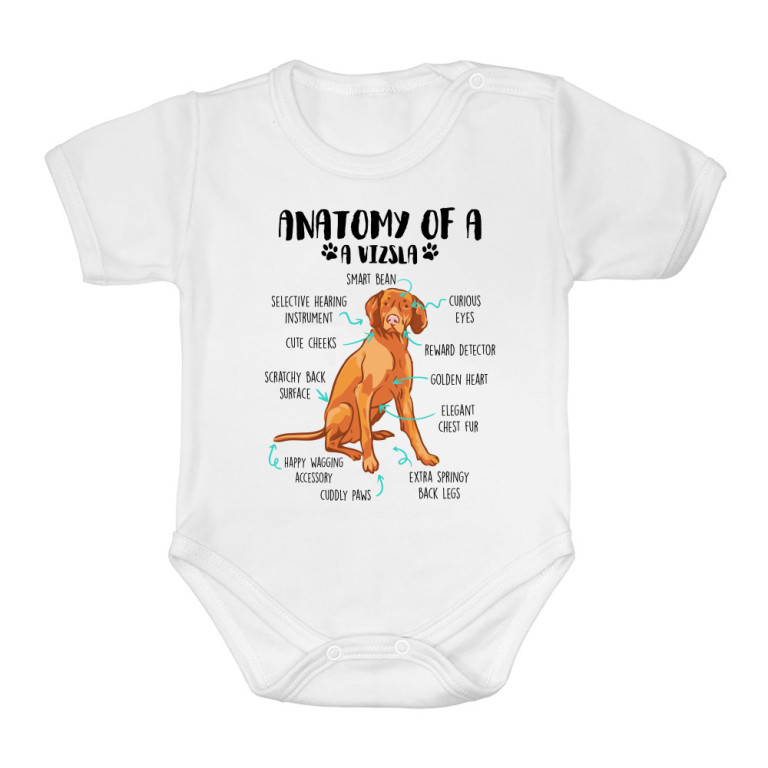 Anatomy of a vizsla