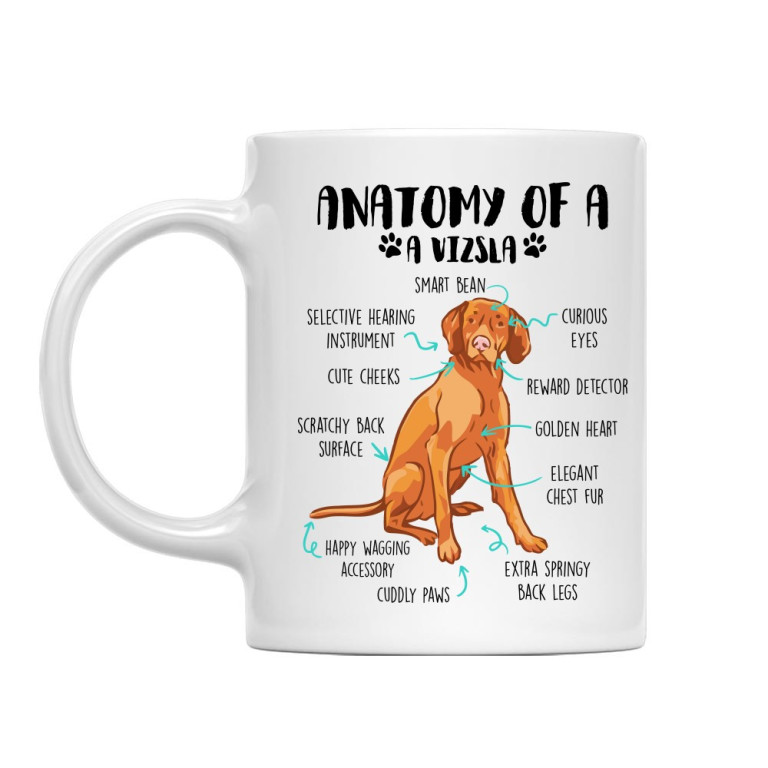 Anatomy of a vizsla