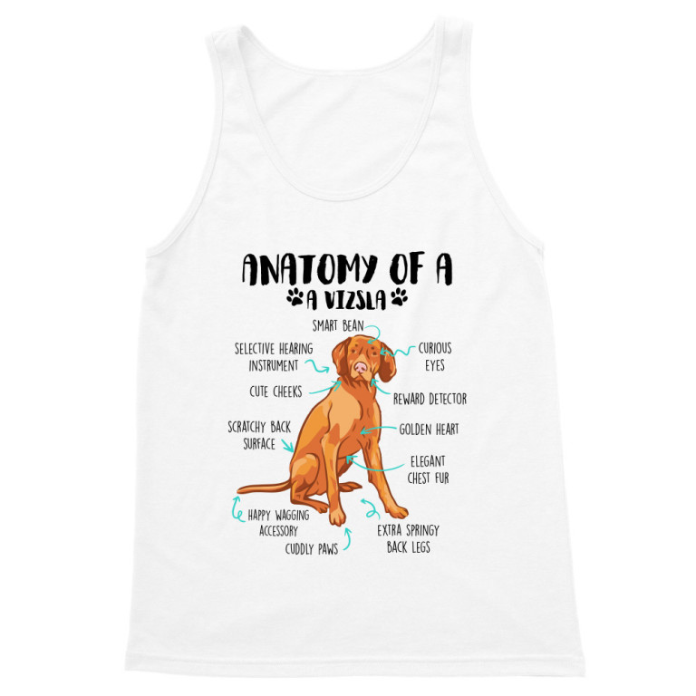 Anatomy of a vizsla