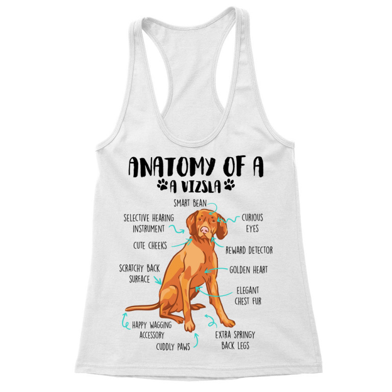 Anatomy of a vizsla