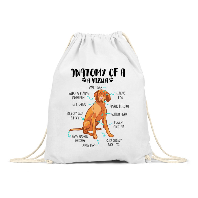 Anatomy of a vizsla