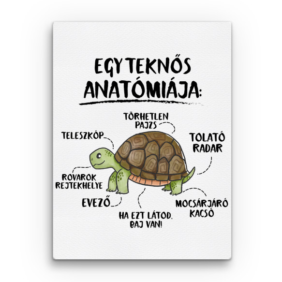 Egy teknős anatómiája Teknős Vászonkép - Teknős