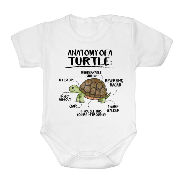 Anatomy of a turtle