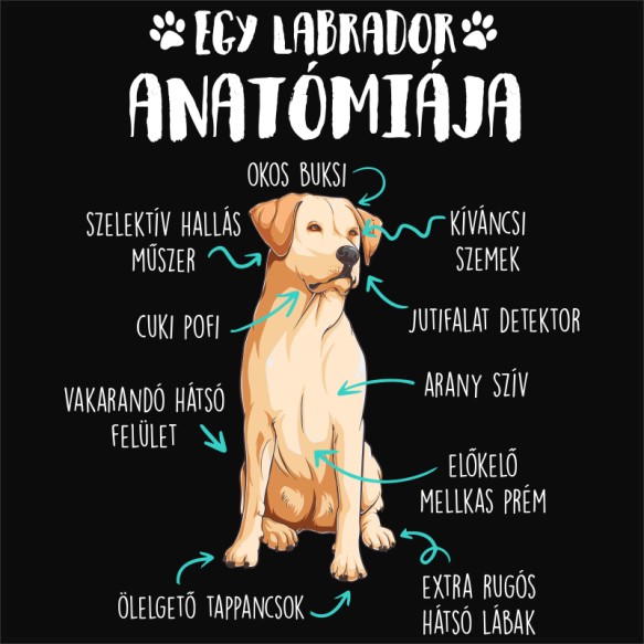 Labrador anatómia Labrador Retriever Pólók, Pulóverek, Bögrék - Labrador Retriever