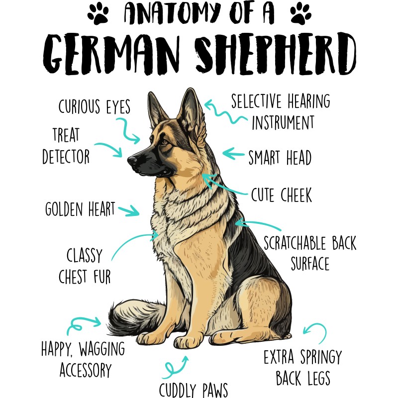 Anatomy of a german shepherd