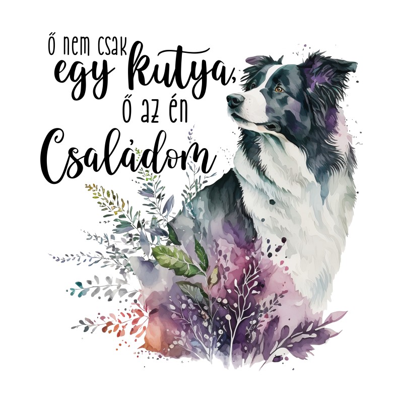 Ő nem csak egy kutya - Border Collie