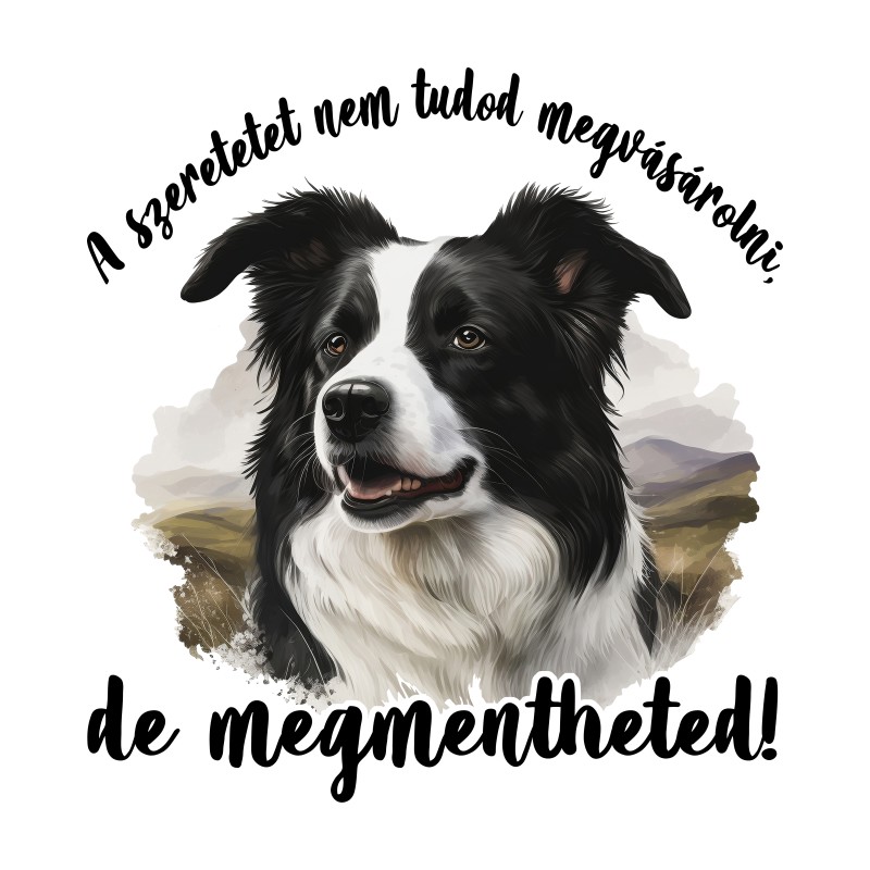 A szeretet - Border Collie