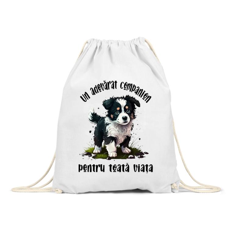 Un adevărat companion - Border Collie