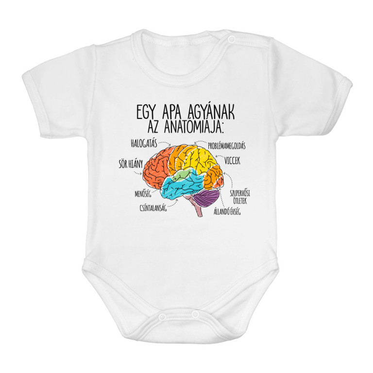 Apa agy anatómia - Baba Body