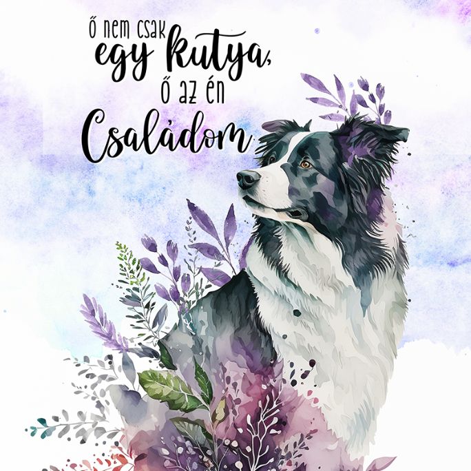 Border Collie - Család