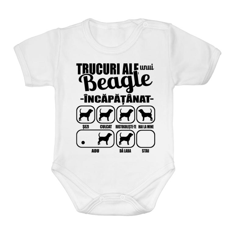 Beagle încăpățânat