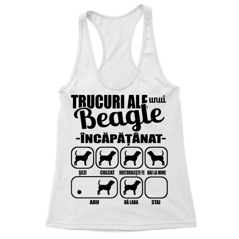 Beagle încăpățânat