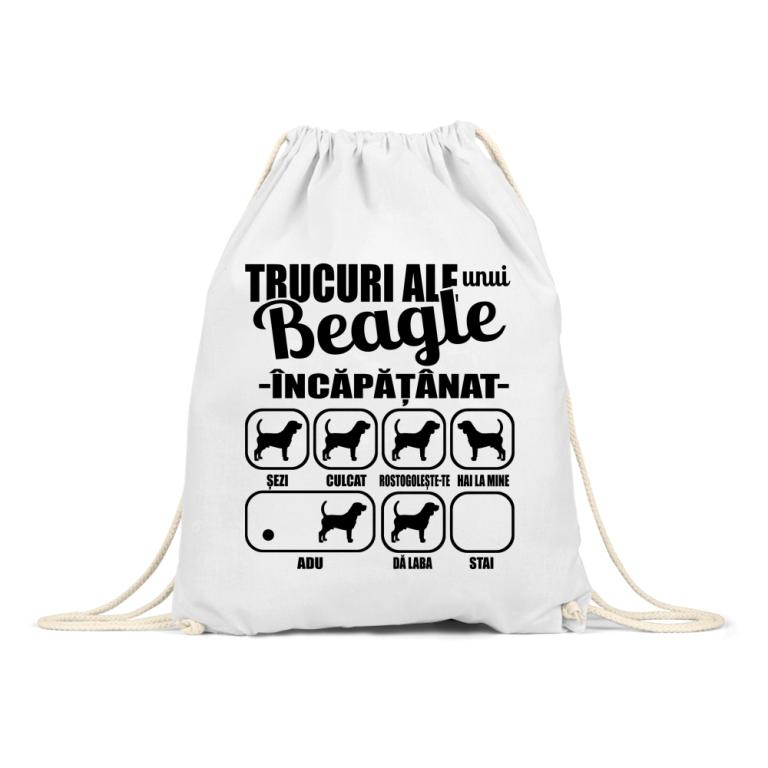 Beagle încăpățânat
