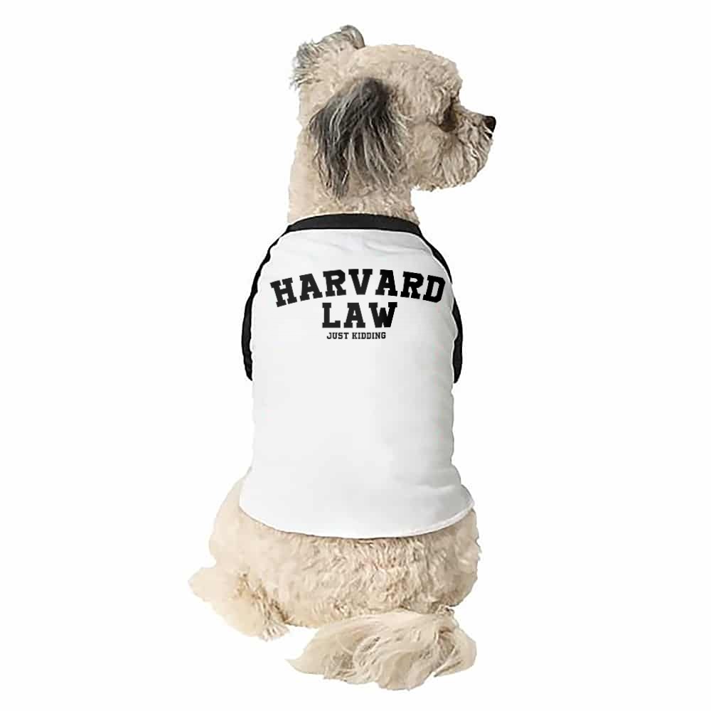 Harvard law Kutyapóló