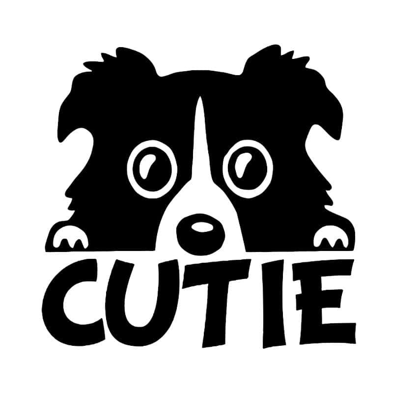 Cutie border collie
