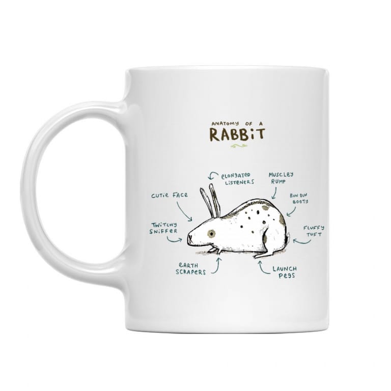 Anatomy of a rabbit