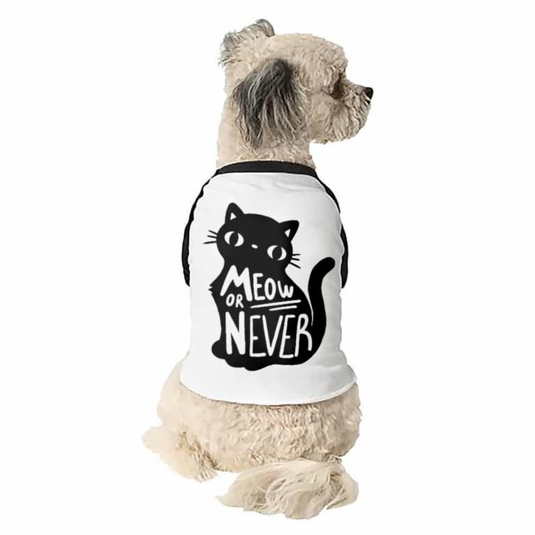 Meow or never