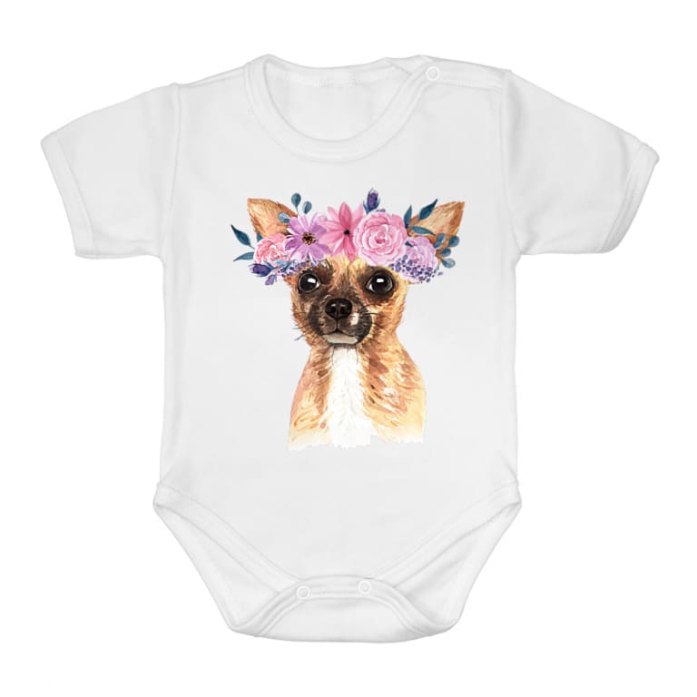 Beauty Chihuahua