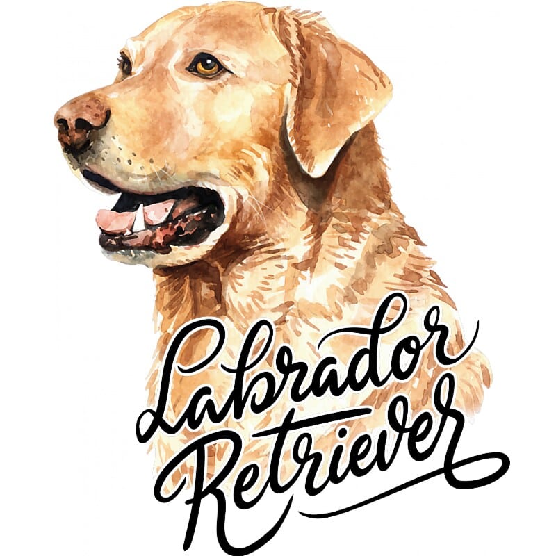 Labrador head