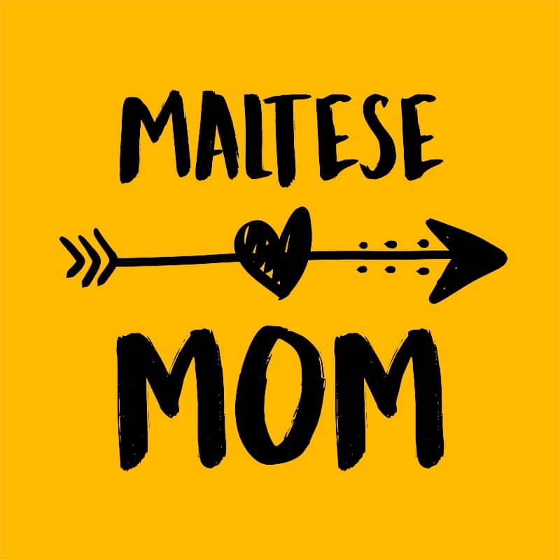 Maltese mom