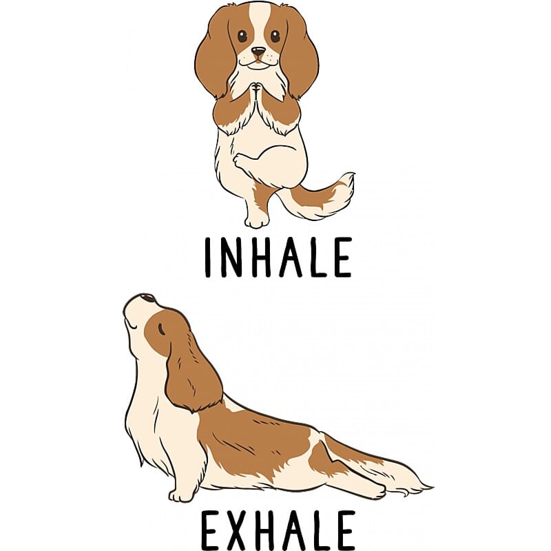 Spaniel yoga