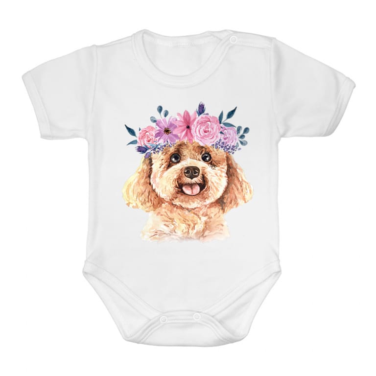 Beauty poodle