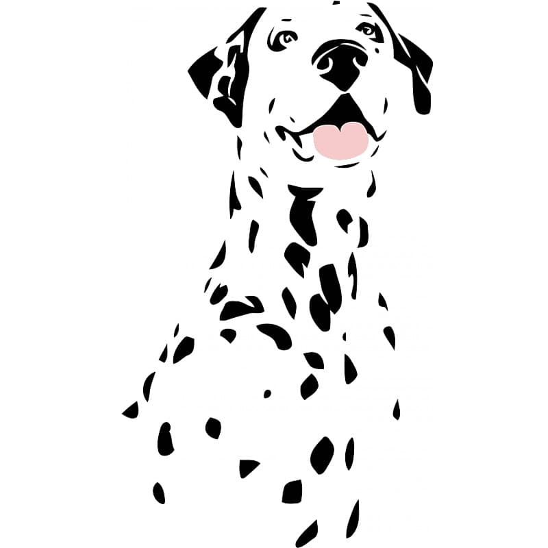 Dalmata