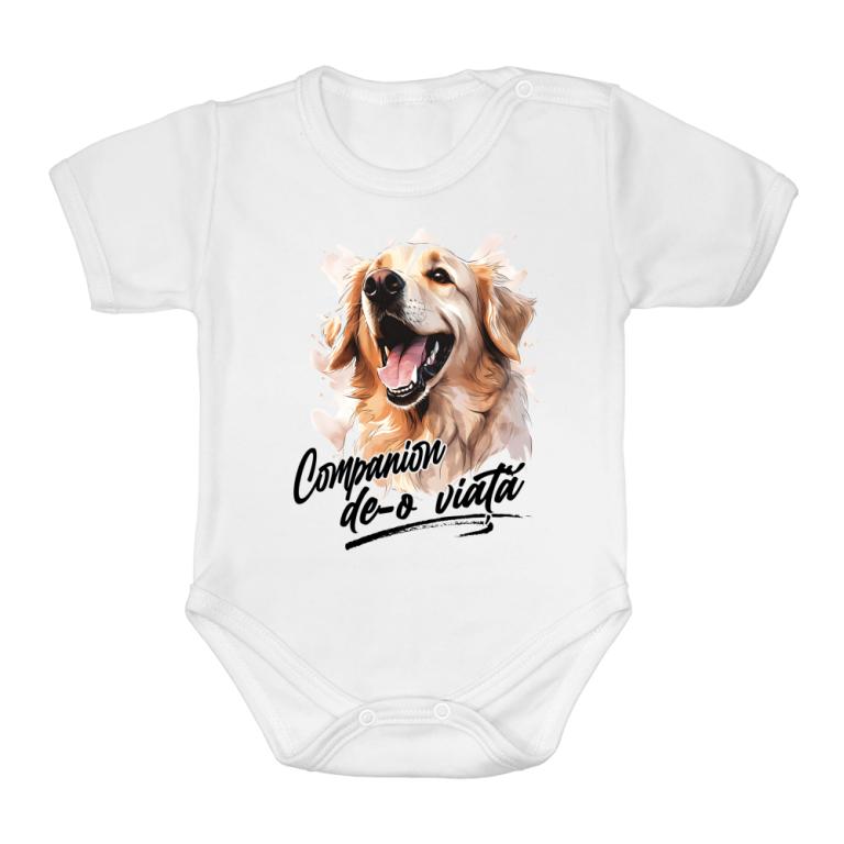 Companion - golden retriever