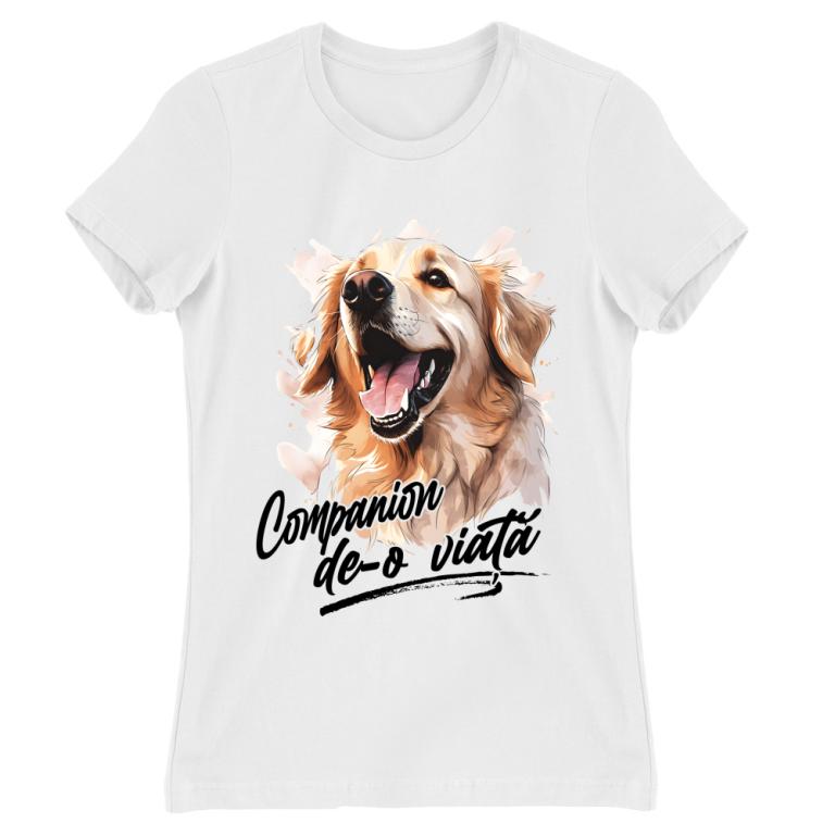 Companion - golden retriever