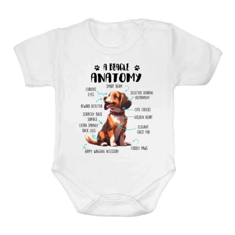 Amantomy of a beagle
