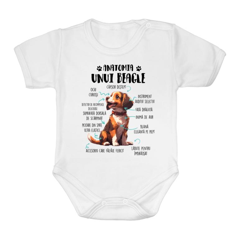 Anatomia unui beagle