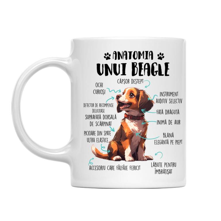 Anatomia unui beagle