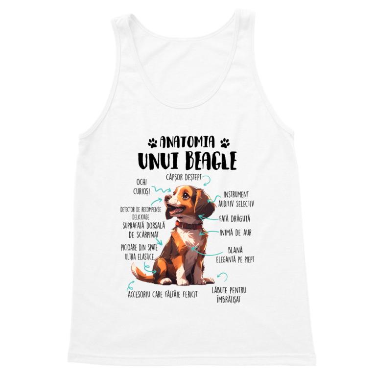 Anatomia unui beagle