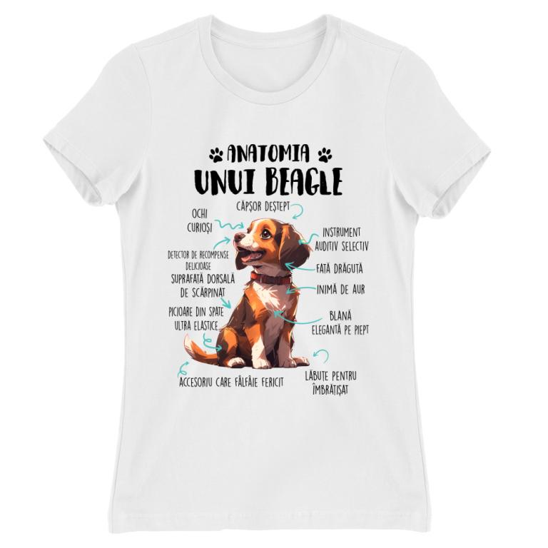 Anatomia unui beagle