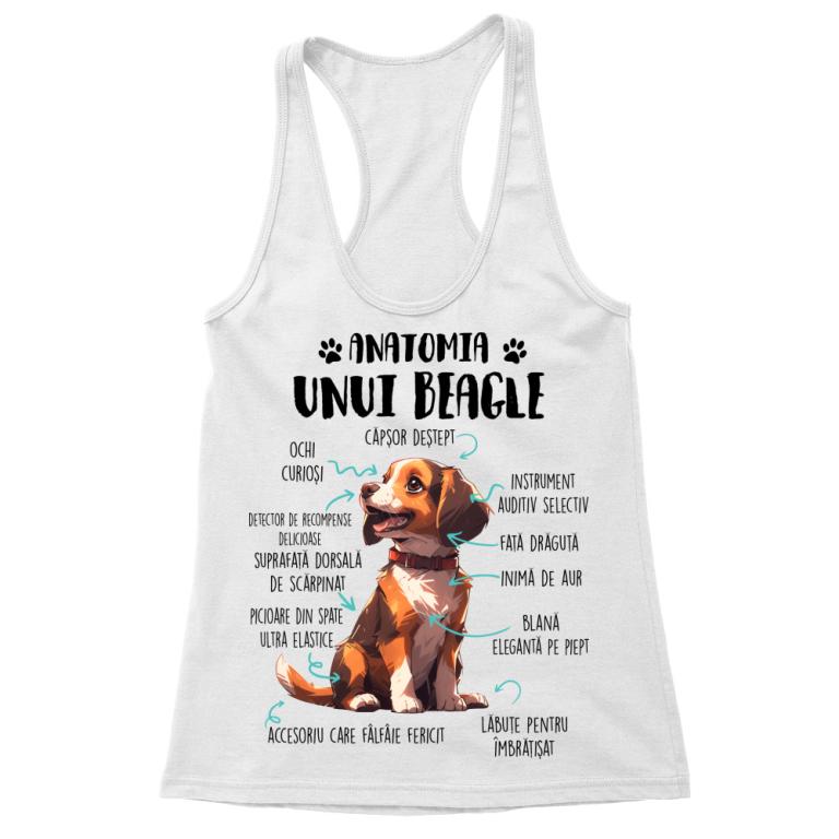 Anatomia unui beagle