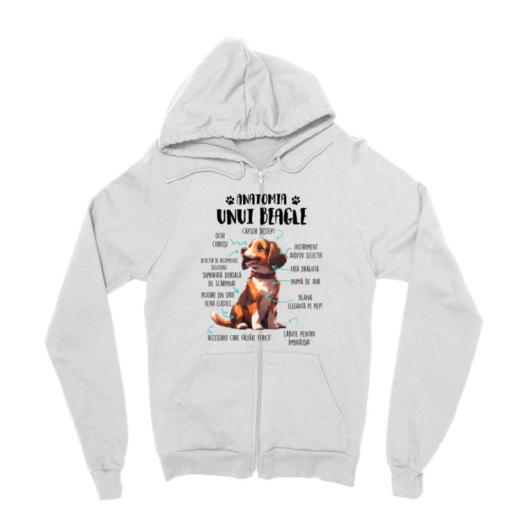 Anatomia unui beagle