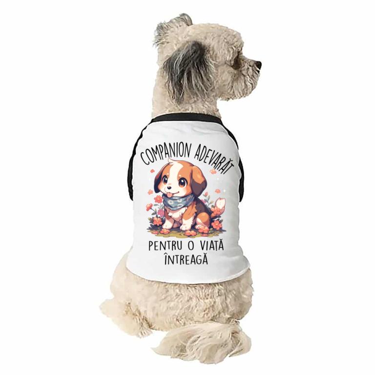 Companion adevărat - Beagle