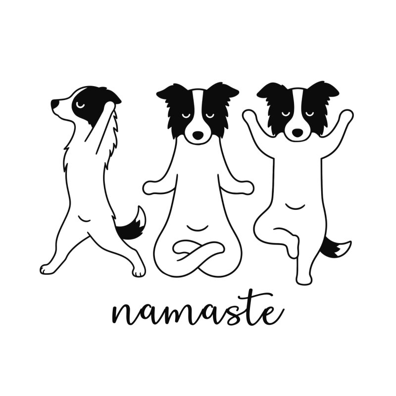 namaste - Border collie